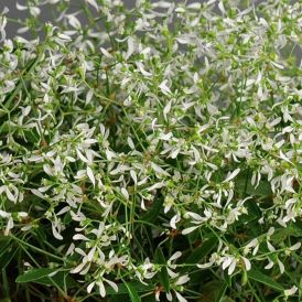 Euphorbia Category Image